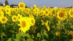 11870742_853931654684902_7206321997529458209_n