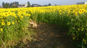 11870799_853931384684929_7386756057441615554_n