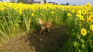 11870877_853931478018253_1498022967802033858_n