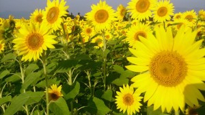 11873786_853931831351551_5890271548323910140_n