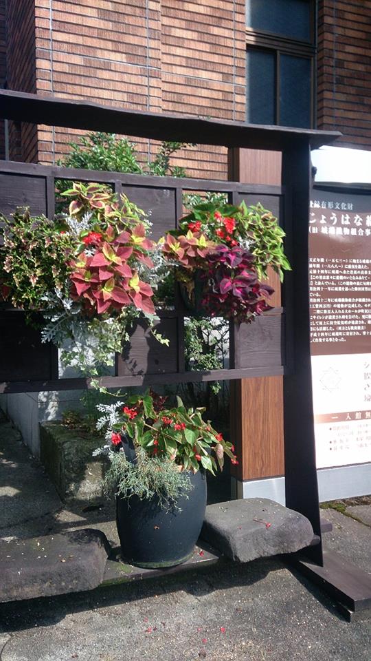 お花のお手入れ一回り♪