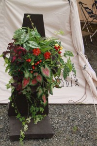 11885728_1467888113537449_897861860665669472_o