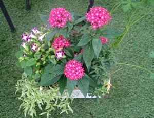 11901027_857958594282208_262318104_o