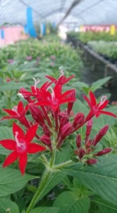 10994069_1481874828805444_8406628389798643188_n