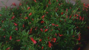 11223879_876105205800880_372602970577876267_o