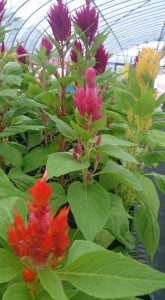 11953115_1481874848805442_3532612003822928157_n