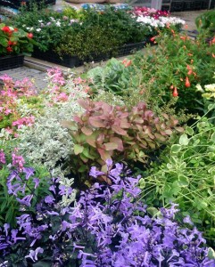 12000088_870673033010764_1353121036_n