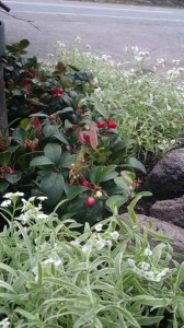 12004081_1489509071375353_2298134571957031865_n