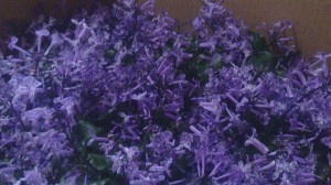 12029558_876105242467543_7003781864190896174_o