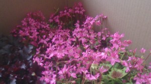 12031495_876105182467549_2443328903598980511_o