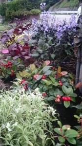 12039189_1489509098042017_8705126433805575504_n