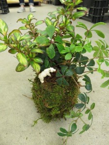 12047562_879066888838045_1766488687_n