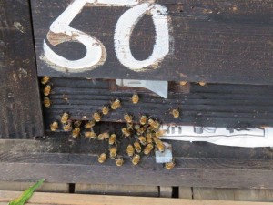 12047584_878262622251805_1033684775_n