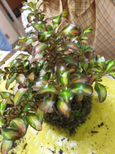 12049332_1494792787513648_9097099600037854468_n