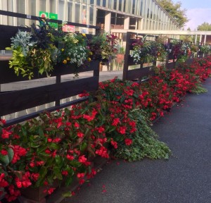 11219016_559891964159385_4507514620408927110_n