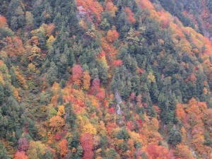 12000844_884686434942757_1207281837473500750_o