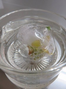 12077250_882078205203580_748685796_n