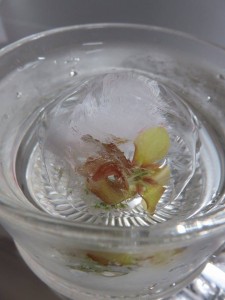 12092582_882078211870246_1558036653_n