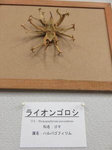 12096263_885921511485916_4140914799157787864_n