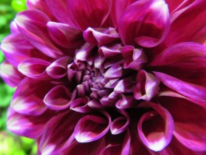 12112263_885921338152600_3365692965576375122_n