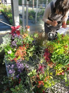 12140710_880965898648144_5178510052067876662_n