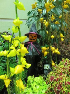 12141799_885921378152596_2353144070118608865_n