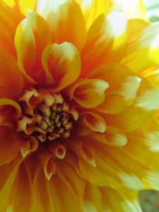 12144910_885921318152602_8561063086147909438_n