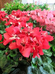 12107734_903512213060179_7406173873675352846_n