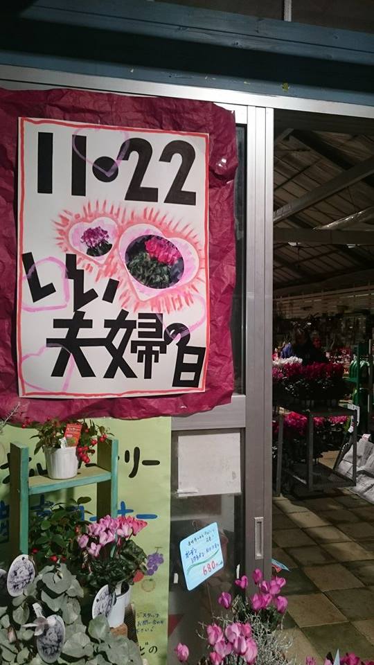 「いい夫婦の日」にシクラメンを贈ろう♪