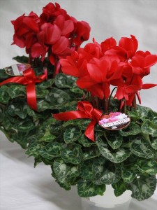 12208831_896050350473032_5803877385161128776_n