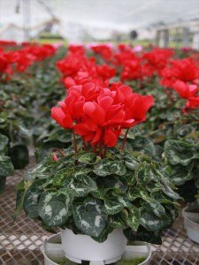 12226428_895809497163784_1655209790_n