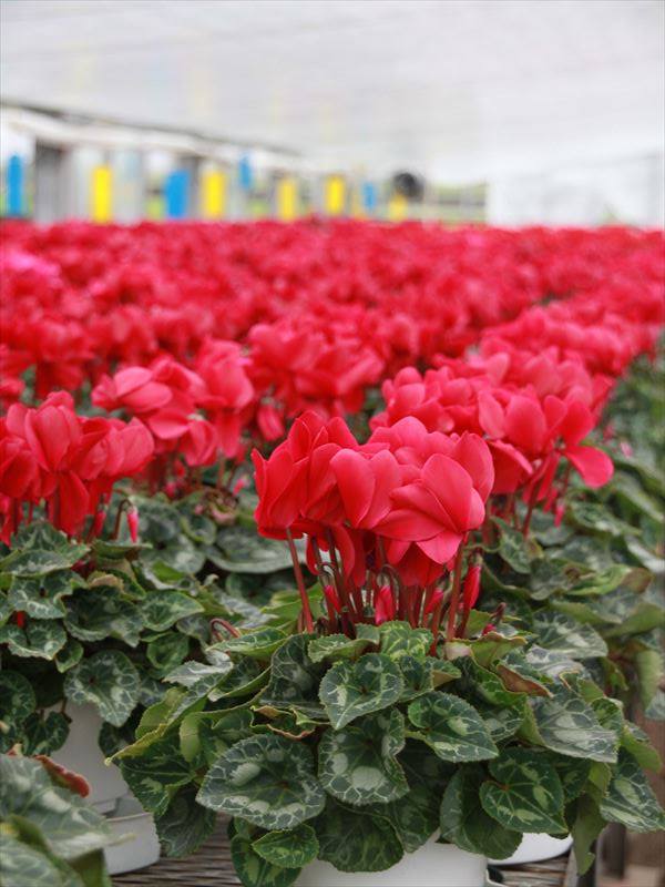 シクラメン　シーズンい～ん☆