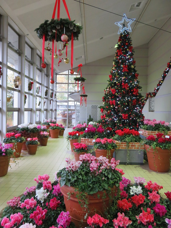 「プロから学ぶシクラメン講座」
