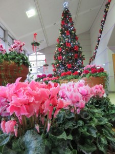 12311046_903512153060185_1681240419854273963_n