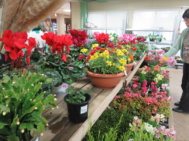 産地直売所にシクラメン登場！！