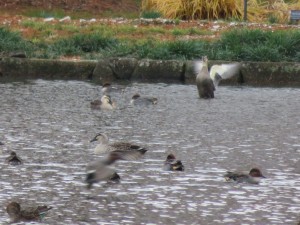 12334153_907057492705651_1493760526_o