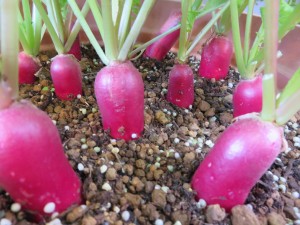 12343230_907057312705669_518745994_o