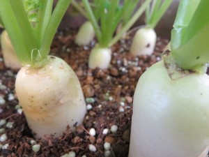 12343473_907057329372334_1942239693_o