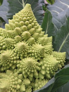 12346686_907057249372342_1599822116_n