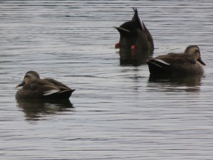 12349570_907057446038989_1679145641_o