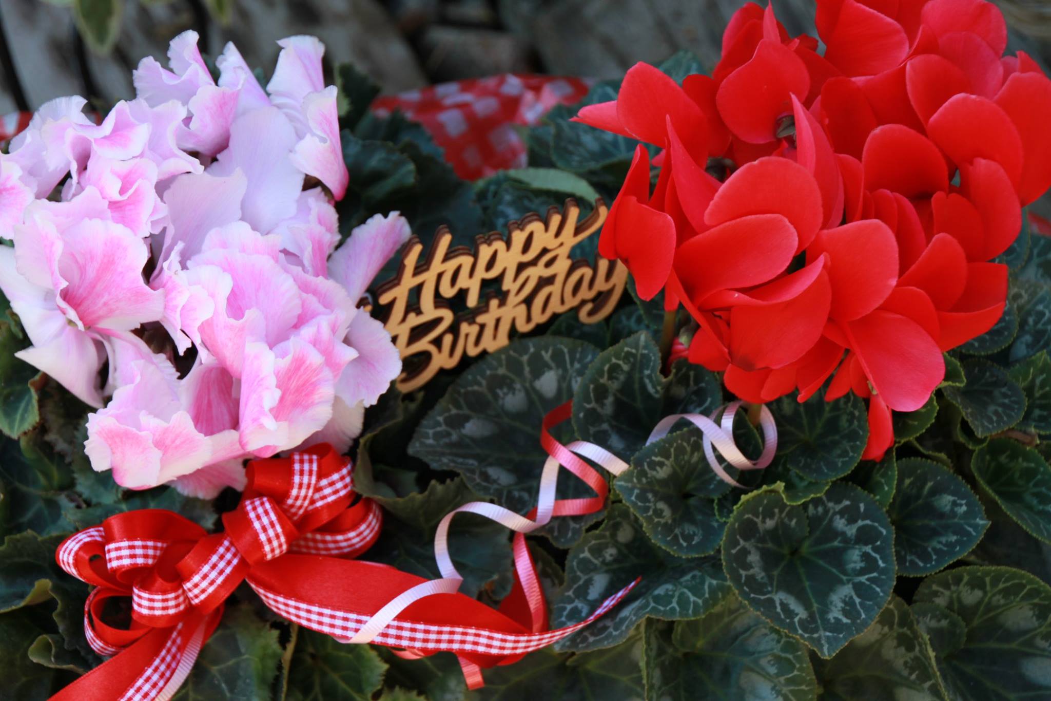 お誕生日ギフトにシクラメン☆