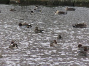 12351722_907057566038977_1695672745_o