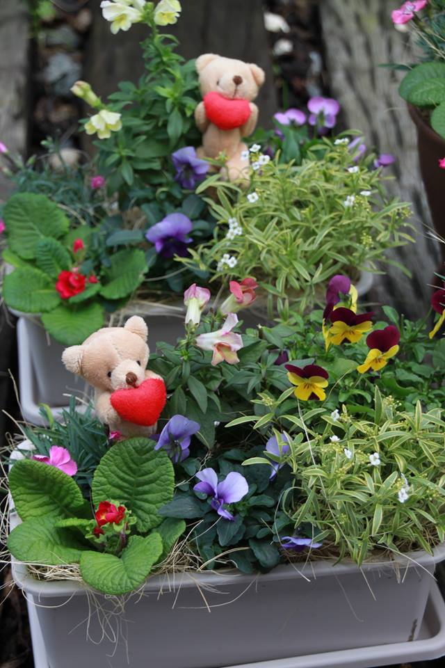 ３種・５種の美食花の寄せ植え発送！！