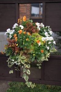 12404528_918689648209102_1817772800_n