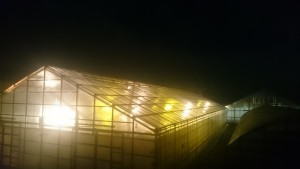 1937134_915932988484768_6221315732879139669_n