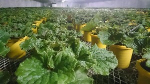 12432739_916651995079534_386352915_o