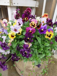 12494116_922965987781468_977284378_o