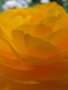 12494633_922966051114795_147685391_o