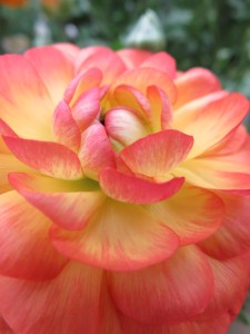 12499114_922966021114798_1153451762_o