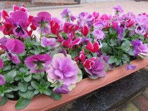 12511217_922966787781388_1325034025_o